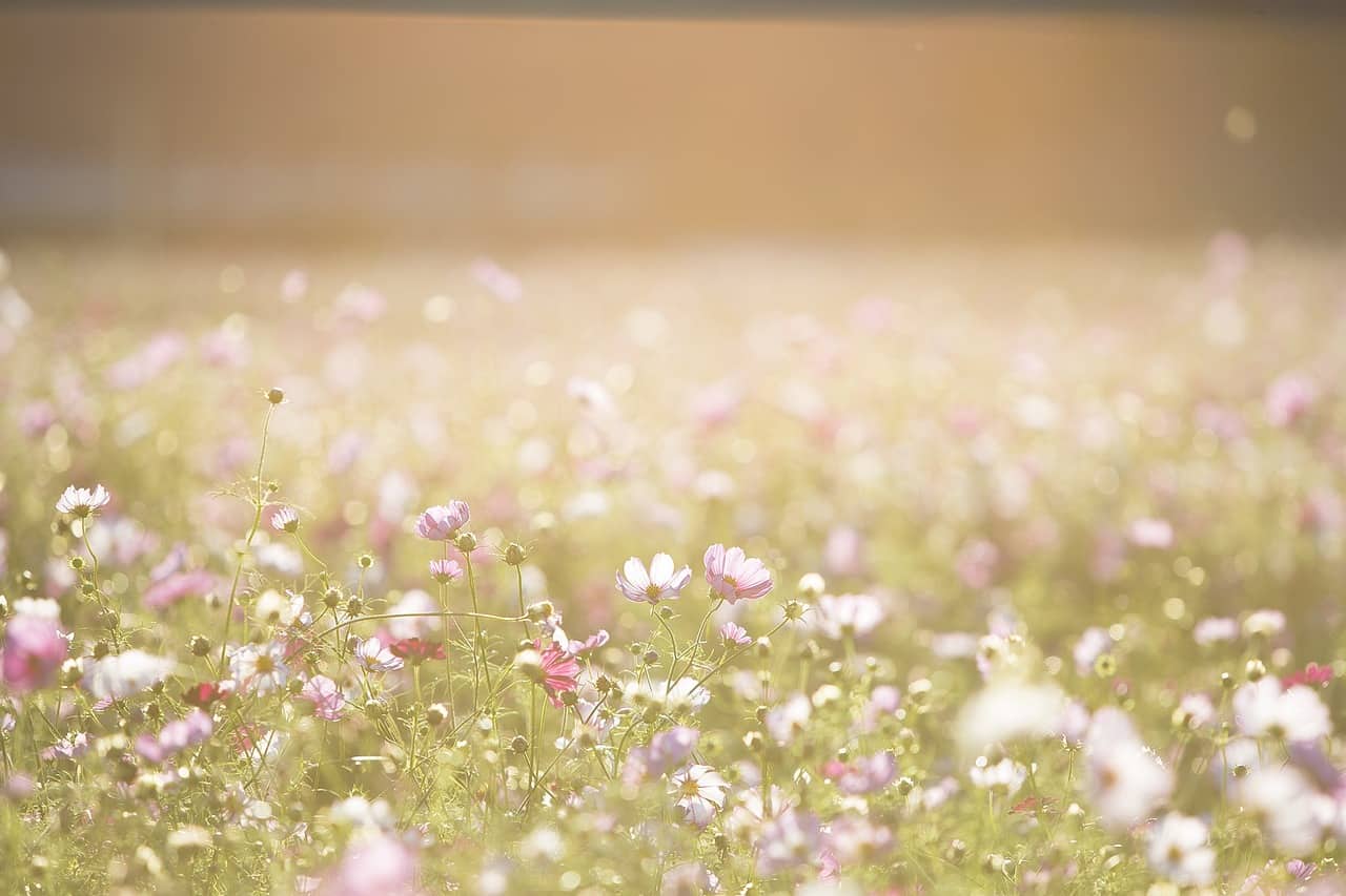 Flores del desierto de atacama